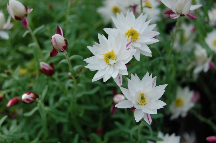 Rhodanthe 'Paper Cascade' 2L