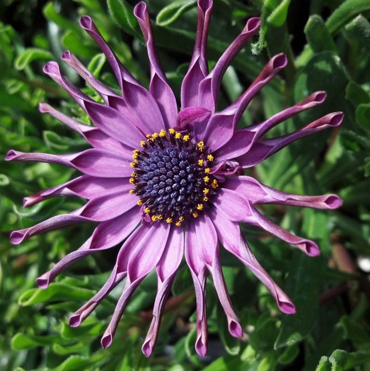 Osteospermum 'Nasinga Purple' 1.3L