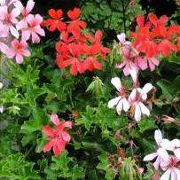 Geranium Ivy Assorted 14cm