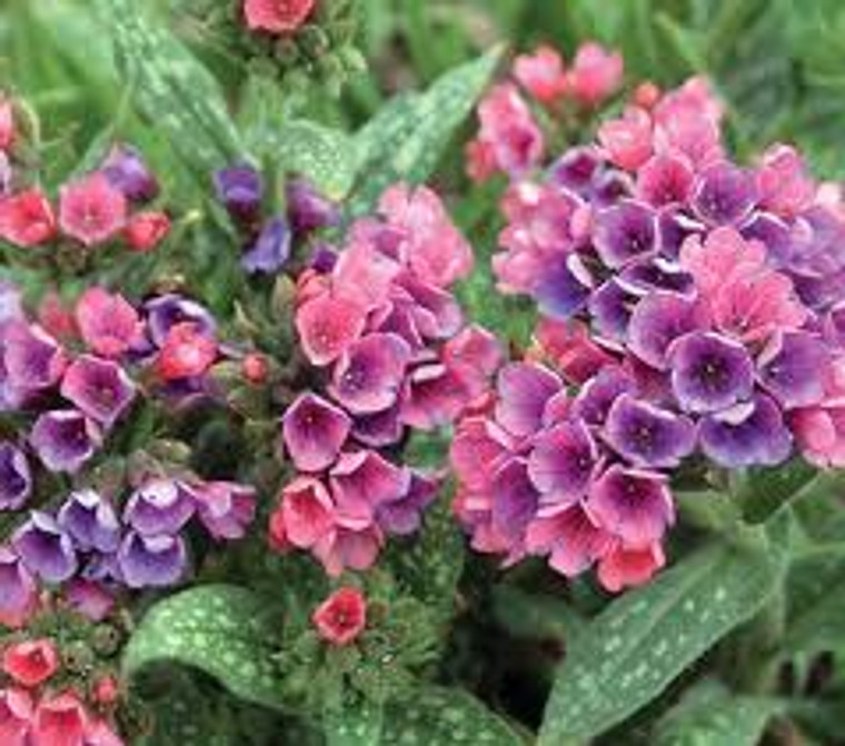 Pulmonaria 'Raspberry Splash' 2L