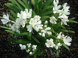 Agapanthus 'Agapetite' 1.5L