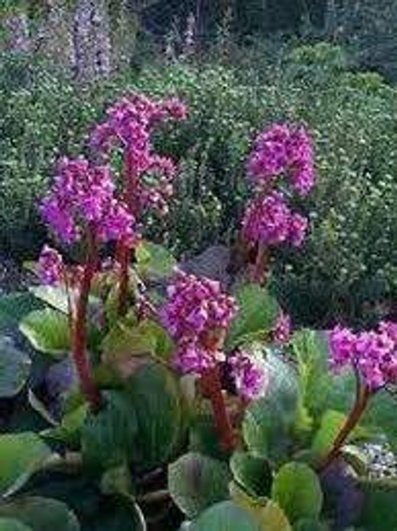 Bergenia 'Bressingham Ruby' 1.3L