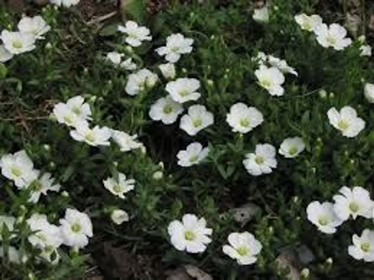 Arenaria montana 1.3L