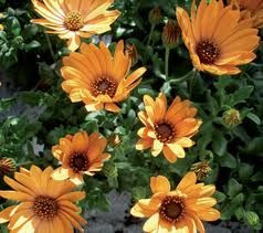 Osteospermum 'Terracotta' 1.5L