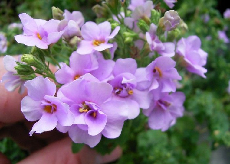 Bacopa scopia 'Double Blue' 1.3L