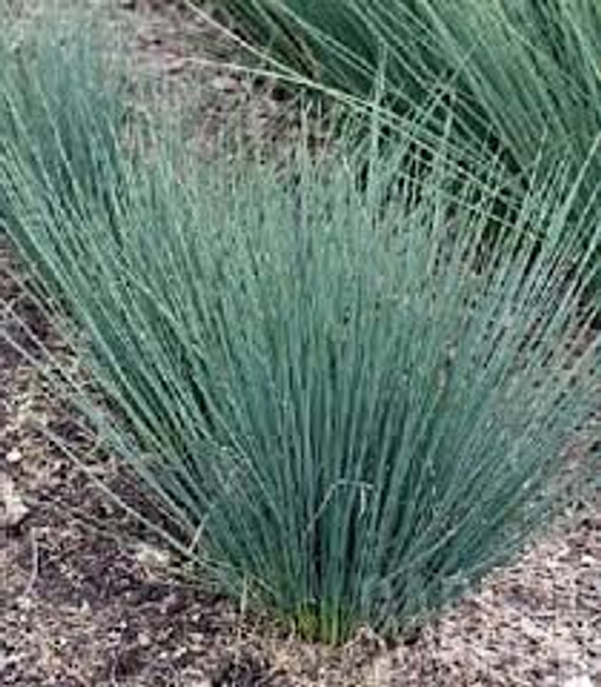 Juncus 'Blue Dart' 2L