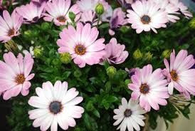 Osteospermum 'Sideshow Bi Pink 1.5L