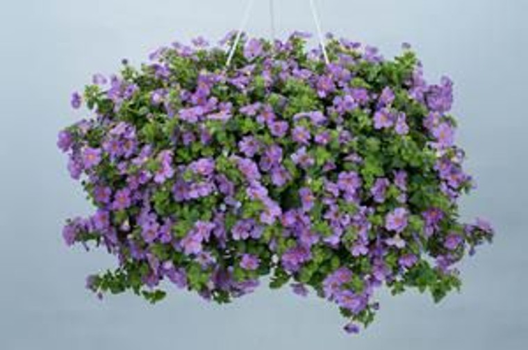 Bacopa scopia 'Gulliver Violet 1.5L