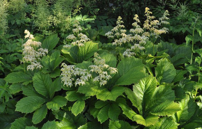 Rodgersia aesculifolia 2L