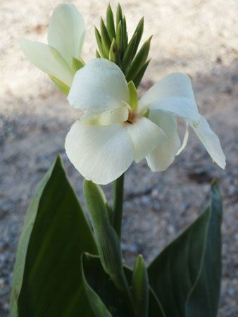 Canna 'Kneehigh White' 2.5L