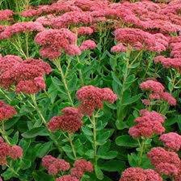 Sedum 'Autumn Joy' 14cm