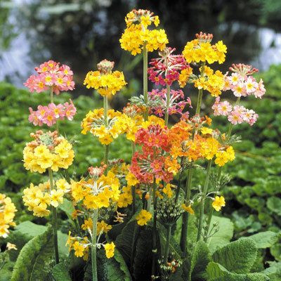 Primula inshriach 2L