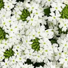 Verbena Royale 'Whitecap' 1.5L