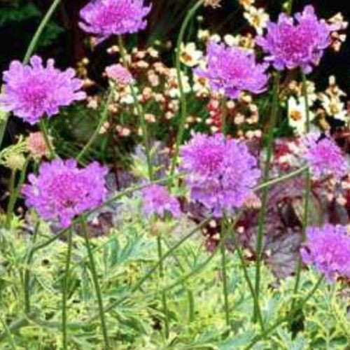 Scabiosa 'Vivid Imagination' 14cm