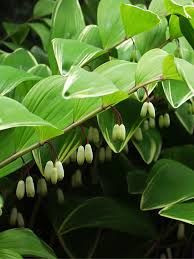 Polygonatum odoratum 'Variegat 1.9L