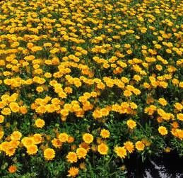 Gazania 'Mount Ruapehu' 14cm