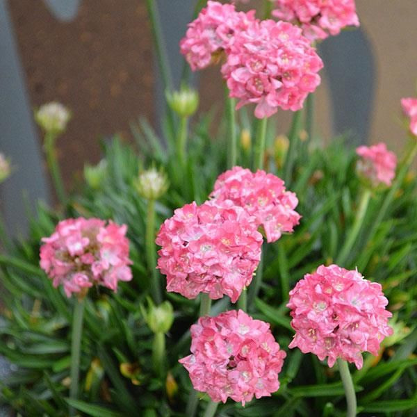 Armeria 'Dreamland' 14cm
