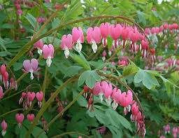 Dicentra spectabilis 4.5L (85143) 4.5L