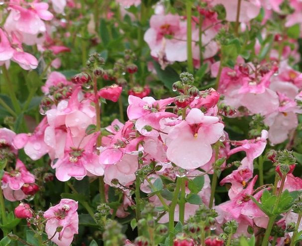 Diascia 'Appleblossom' 2.5L