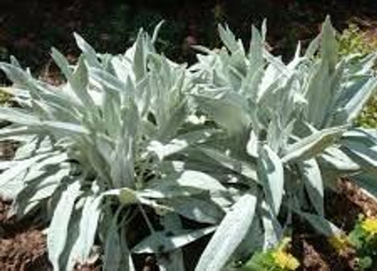 Senecio niveoaureus 'Bella Gri 1L