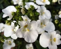 Diascia 'Snow' 2.5L