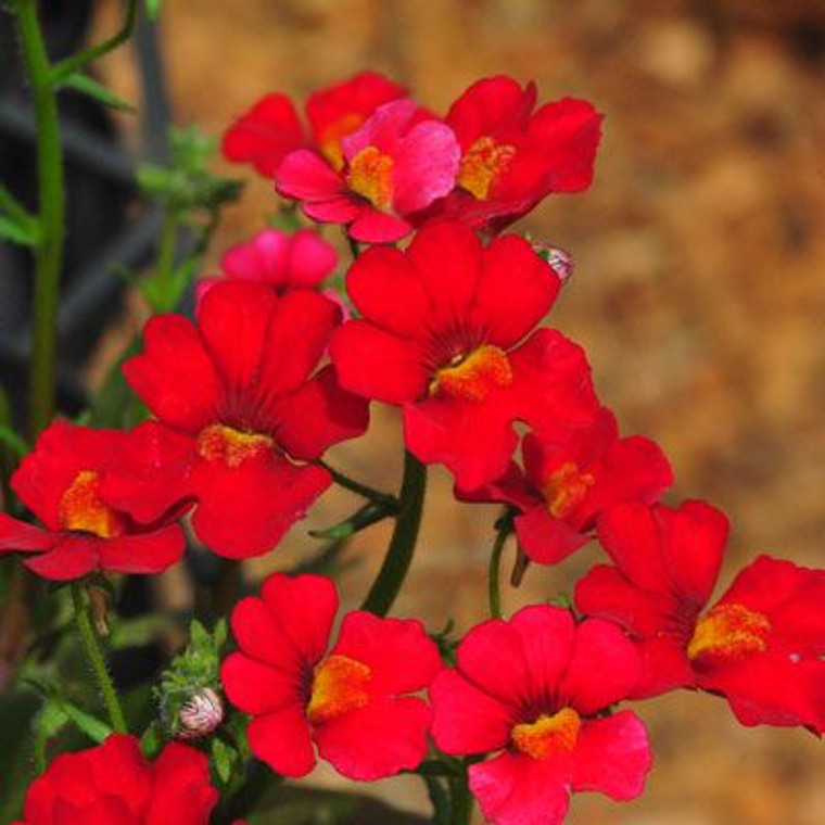 Nemesia 'Granada' 2.5L