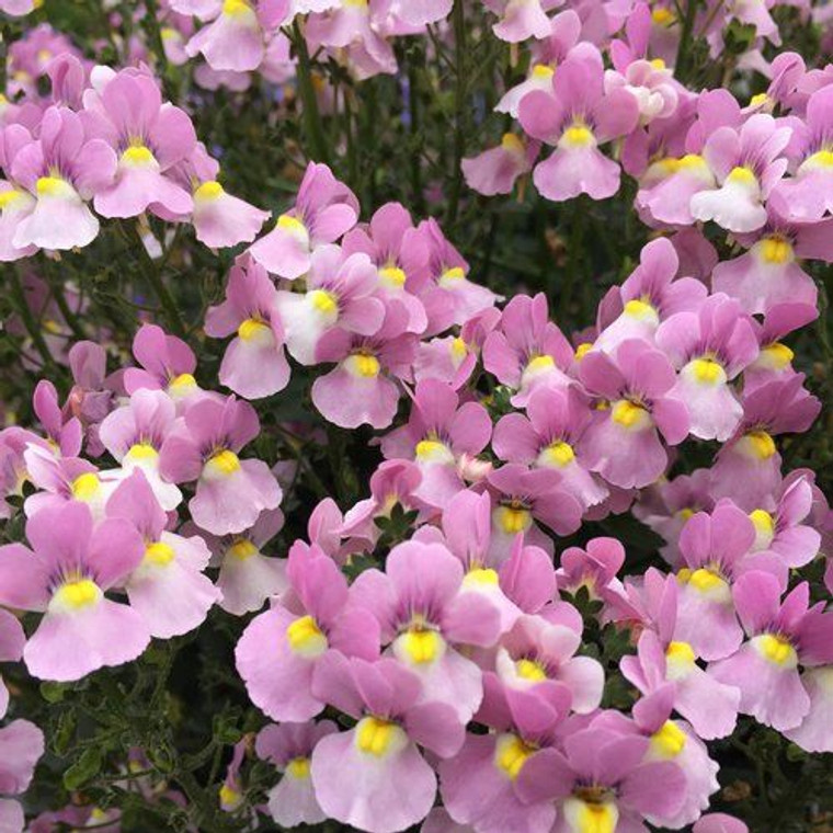 Nemesia 'Aromance Pink' 2.5L