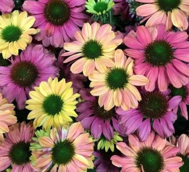 Echinacea 'Evolution Colourifi 1.5L