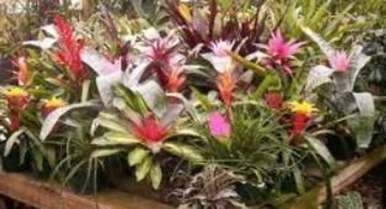 Vriesea Assorted Bromeliad 18cm