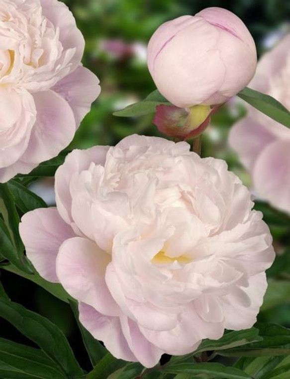 Peony 'Gardenia' 6L