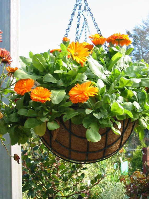 Hanging Wicker Baskets Planted (84128)