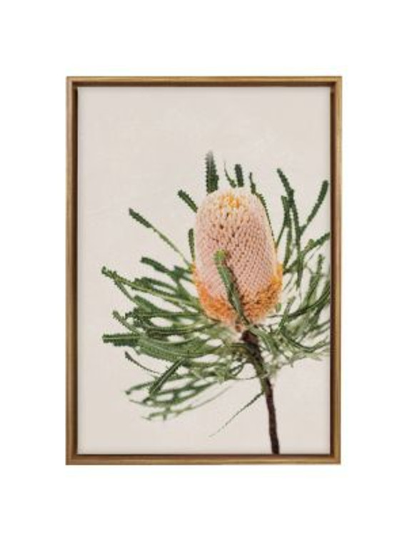 Canvas Framed - Banksia