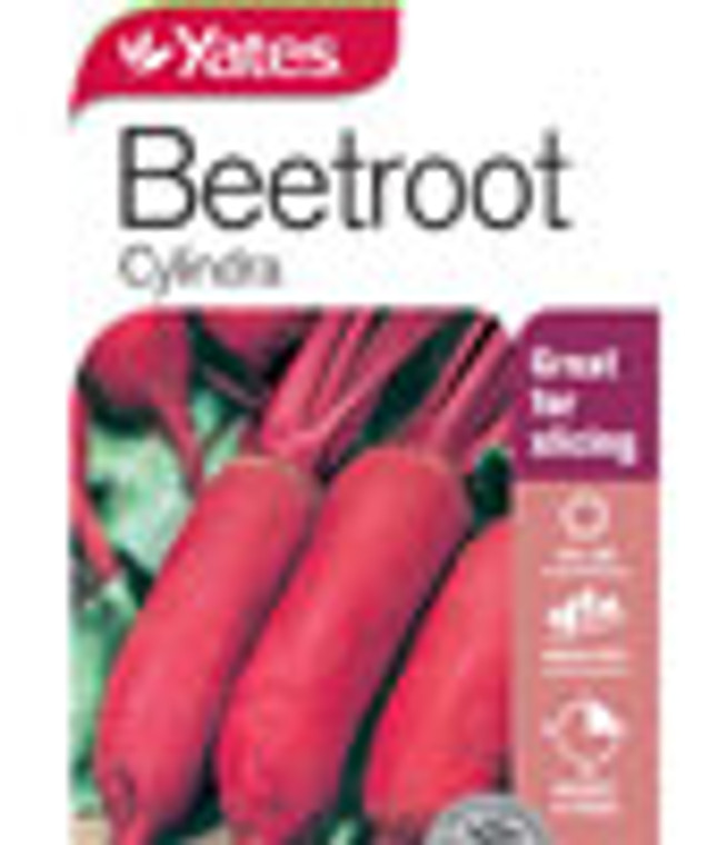 Yts Beetroot Cylindra - 1