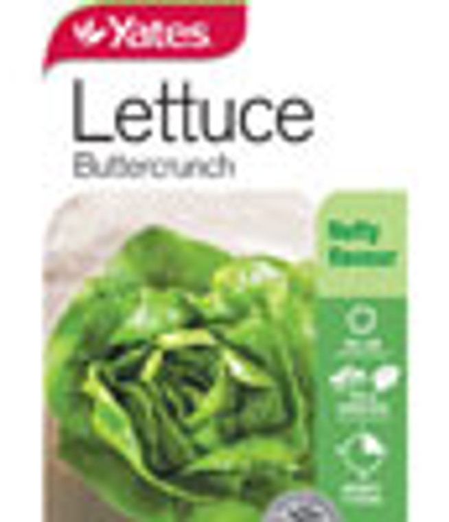 Yts Lettuce Buttercrunch - 1