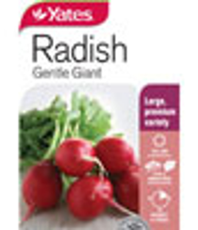 Yts Radish Gentle Giant - 2