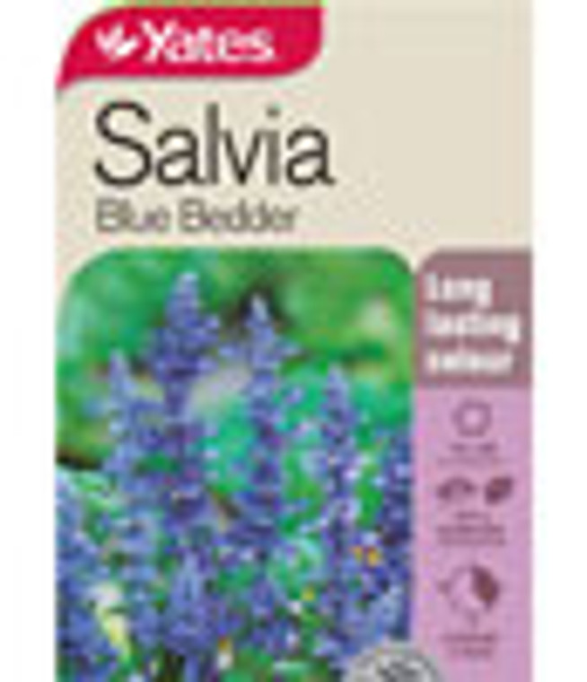 Yts Salvia Blue Bedder - 2