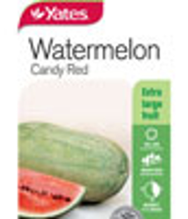 Yts Watermelon Candy Red - 1