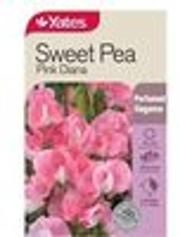 Yts Sweet Pea Pink Diana - 3