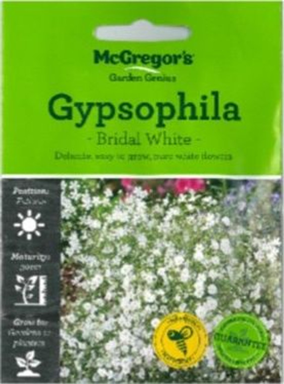 MG Gypsophila Bridal White