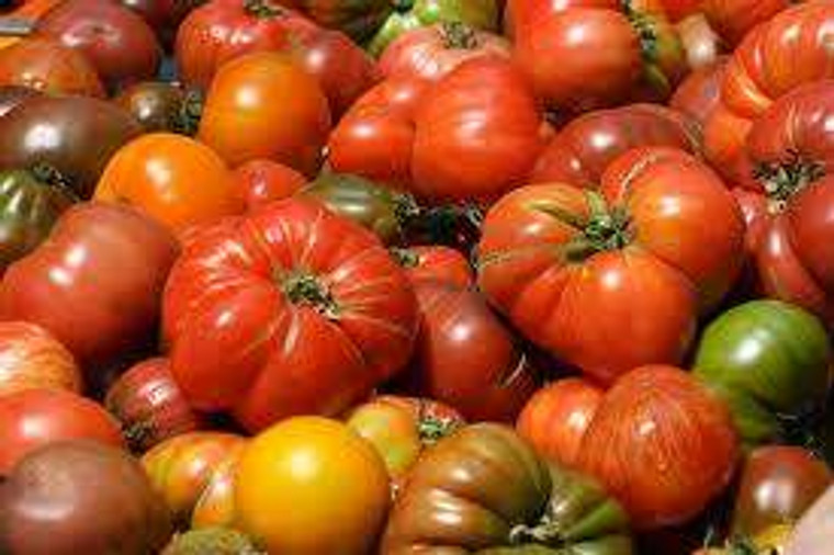 Heirloom Tomato 10cm