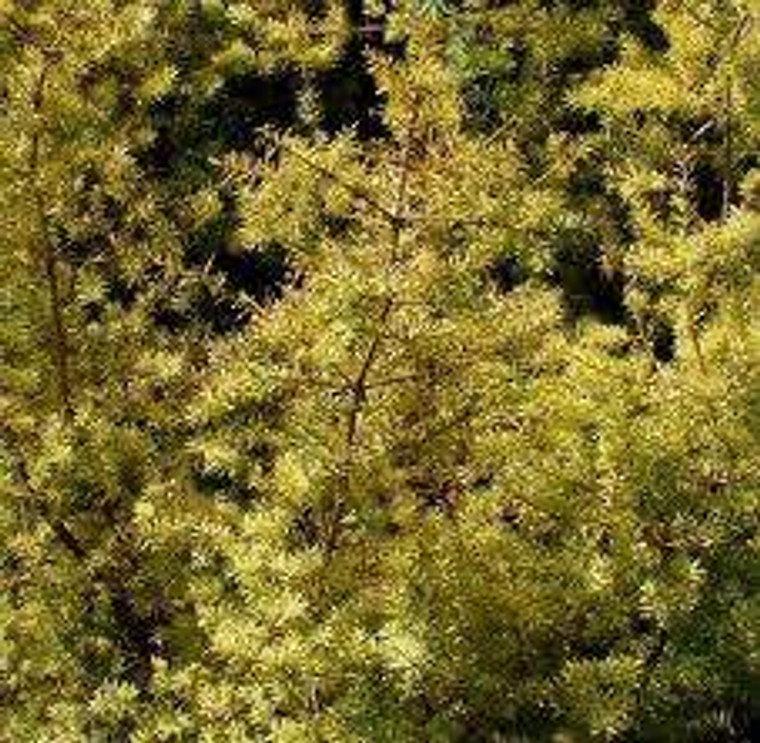 Podocarpus totara 'Aureus' PB8