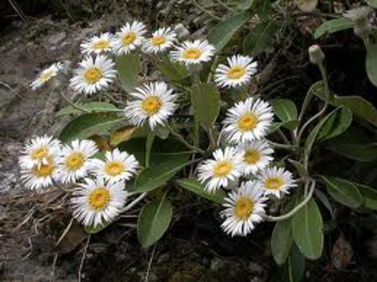 Pachystegia insignis 3L