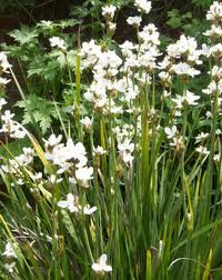 Libertia formosa 2L