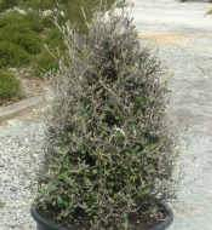 Corokia 'Silver Ghost' 1.5L