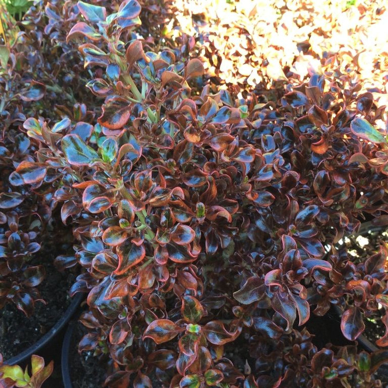 Coprosma 'Scarlett O'Hara' 2.5L