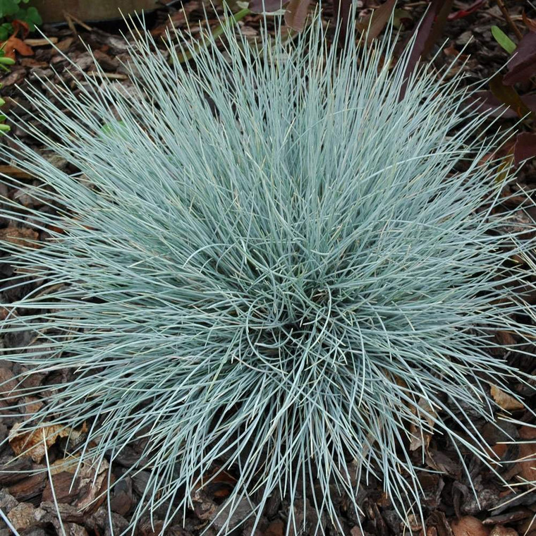 Festuca coxii 1.3L