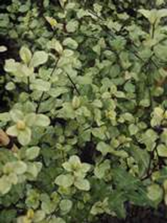 Pittosporum 'Silver Sheen' 2L