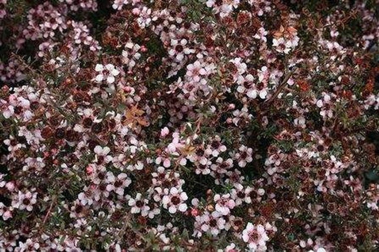 Leptospermum nanum 'Tui' 2.5L