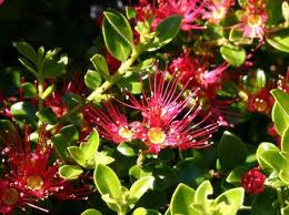 Metrosideros carminea 1.5L