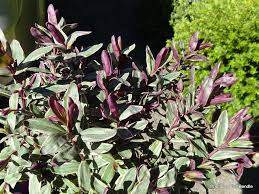 Hebe 'Pretty Woman' 2.5L